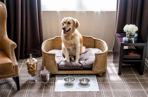 pet friendly hotel search|Dog, Cat and Other Pet Friendly Hotels at .